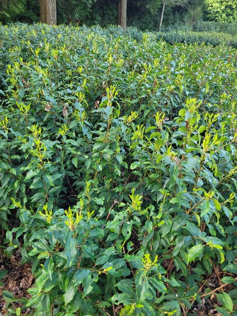 Laurier portugais Prunus lusitanica angustif de belle qualit, Enlèvement ou Envoi, Buis