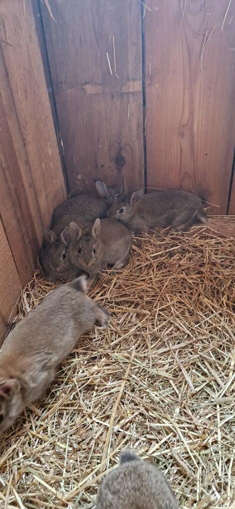 Steenkonijnen, Dieren en Toebehoren, Konijnen