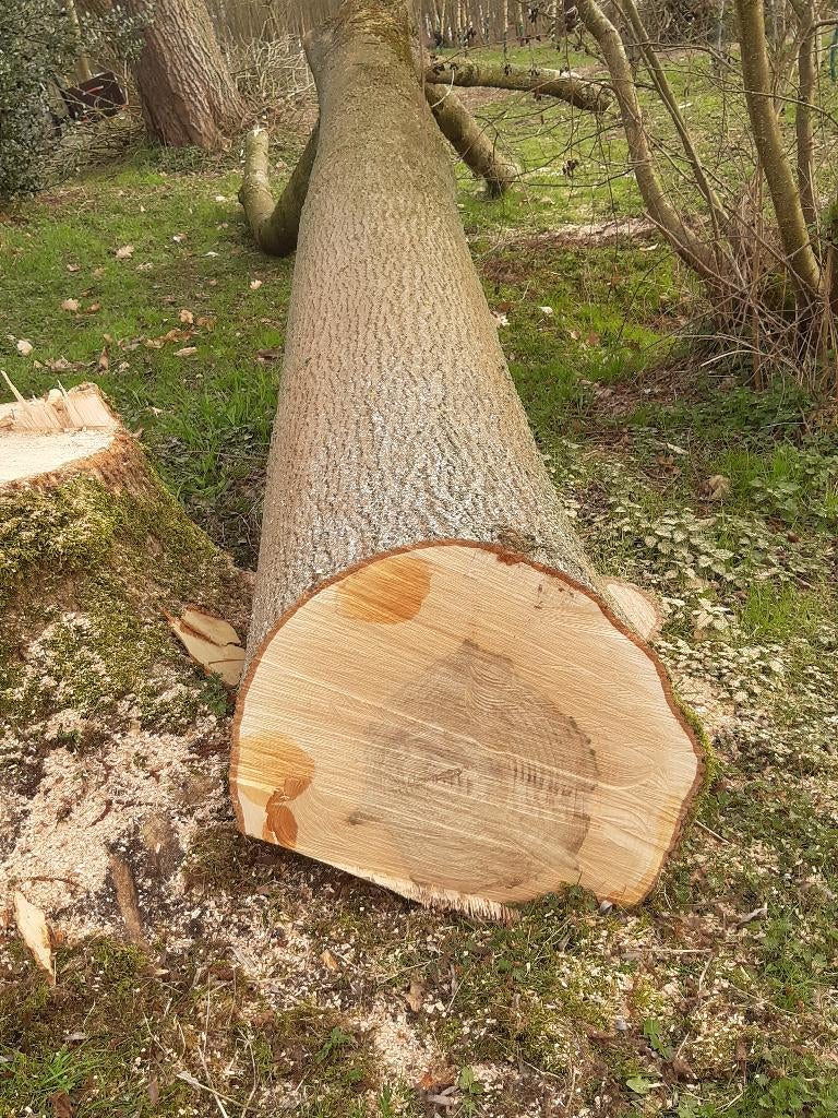 Boomstam van es, Enlèvement, Frêne, Troncs d'arbres