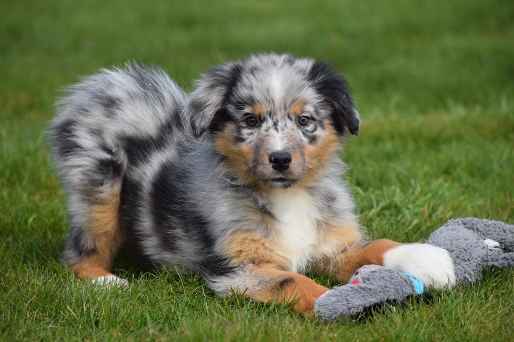 Chiots bergers australiens ou Aussi, Plusieurs, Belgique, Berger, Plusieurs animaux