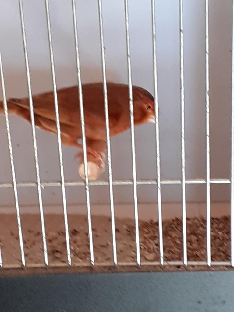 Kanarie Man - Phaeo rood van 2025, Dieren en Toebehoren, Vogels | Kanaries, Mannelijk, Kleurkanarie