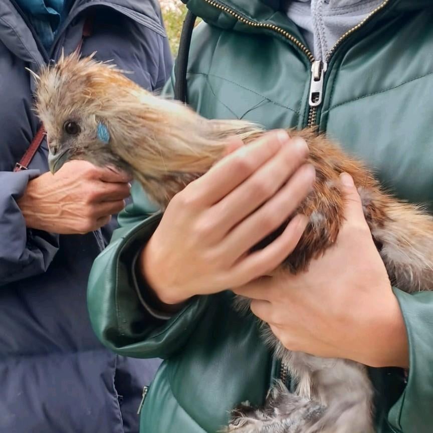 2 Zijdehoen hanen, Mannelijk, Kip