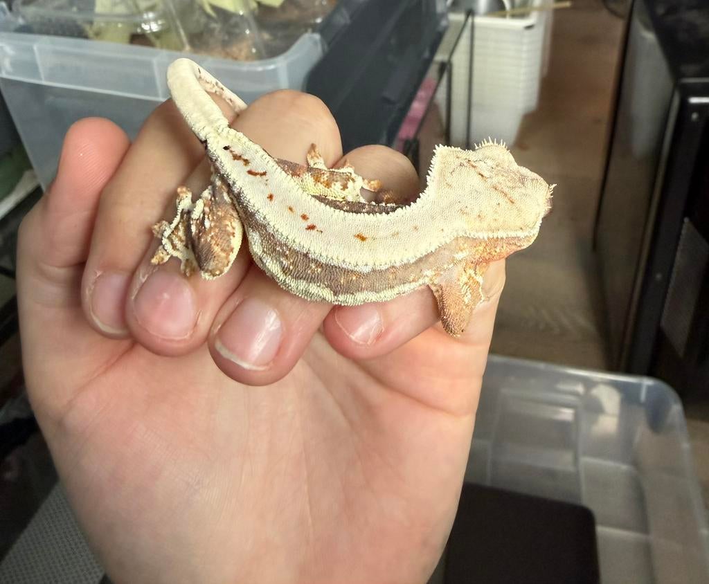 Lilly white wimpergekko, Animaux & Accessoires