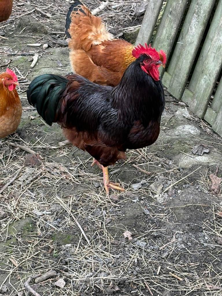 Haan Rhode island red, Dieren en Toebehoren, Mannelijk, Kip