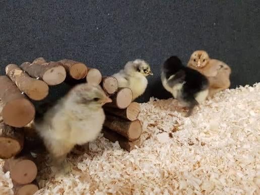 Eendagskuikens Brahma groothoenders te koop