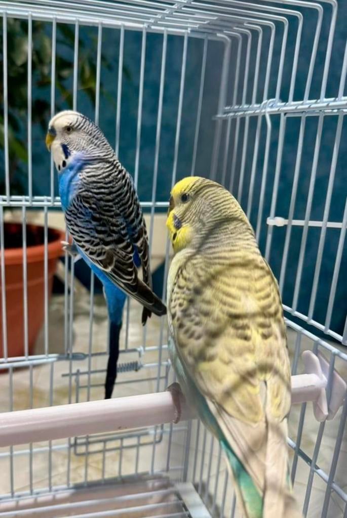 Parkieten koppel, Dieren en Toebehoren, Meerdere dieren, Parkiet