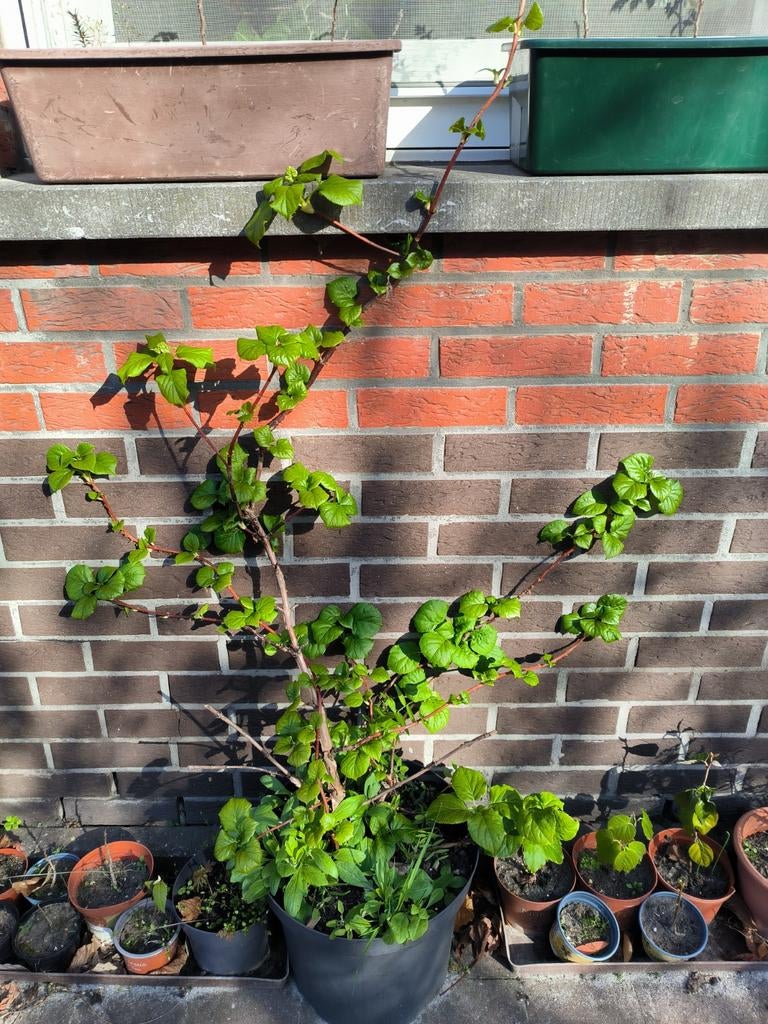 Klimhortensia, Ophalen, Zomer