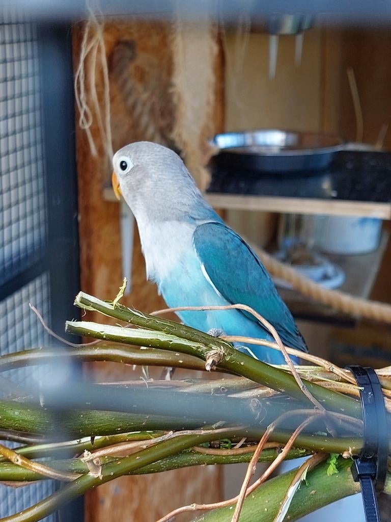 Agapornis fischerie te koop, Dieren en Toebehoren
