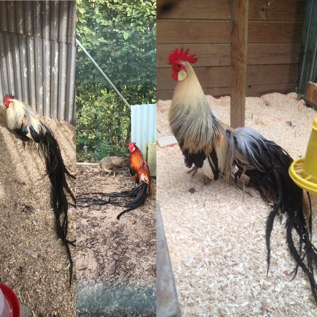 Œufs fecondes d'Onagadori, Animaux & Accessoires, Volatiles, Sexe inconnu, Poule ou poulet