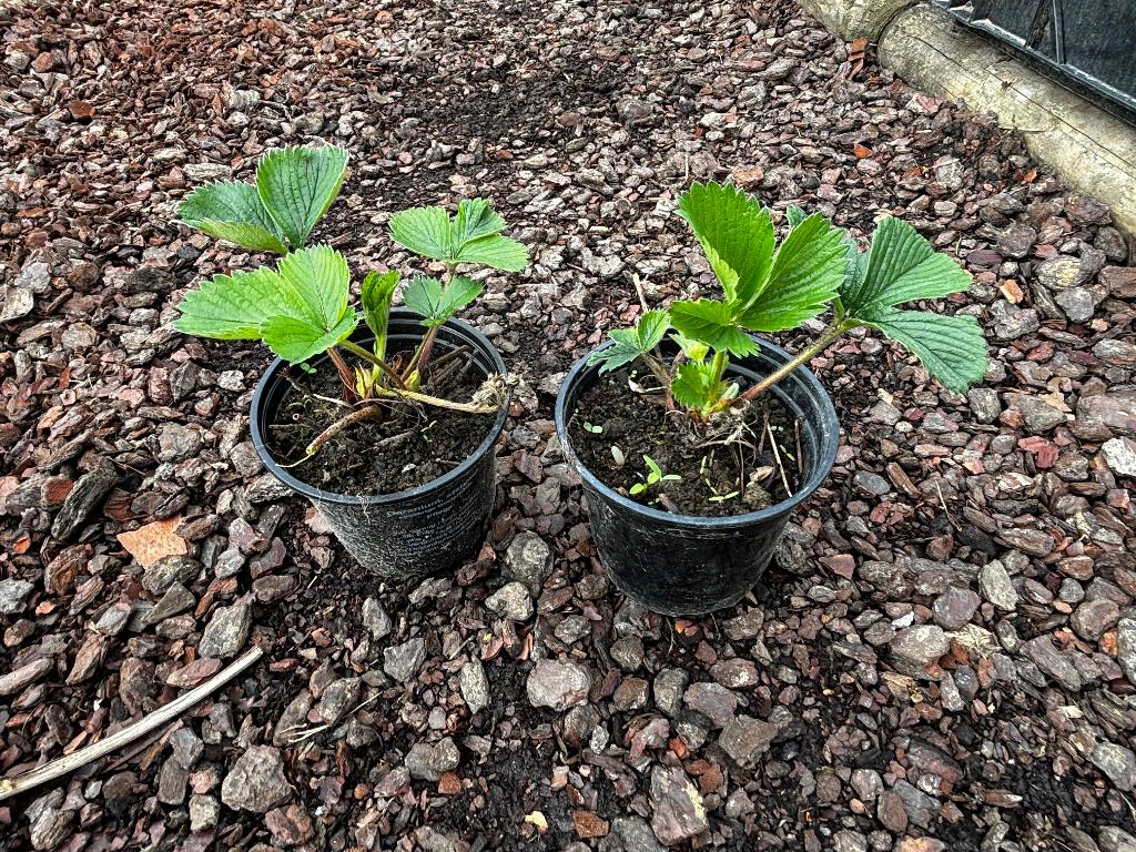 aardbeiplanten / aardbeien, Tuin en Terras, Planten | Tuinplanten, Volle zon, Vaste plant, Ophalen of Verzenden, Zomer