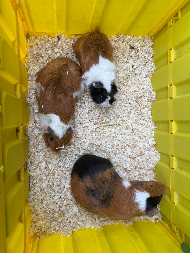 3 beertjes, Décembre, Mâle, Domestique, Cobaye