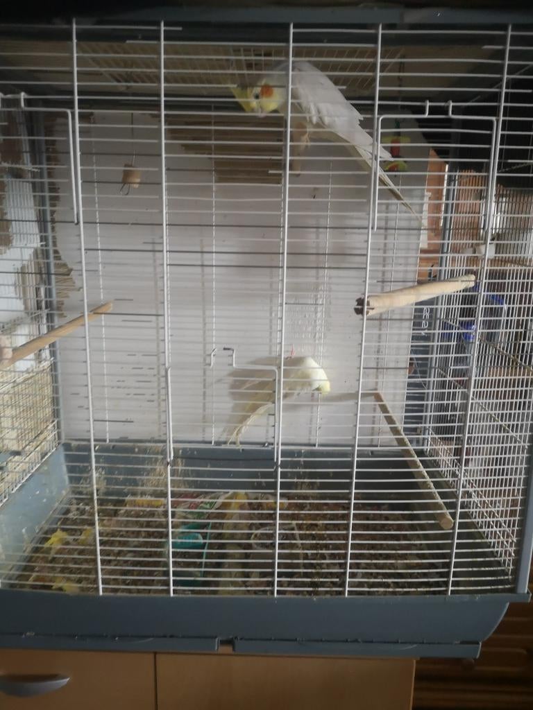Cage oiseaux avec couple de calopsittes jaune., Animaux & Accessoires, Enlèvement