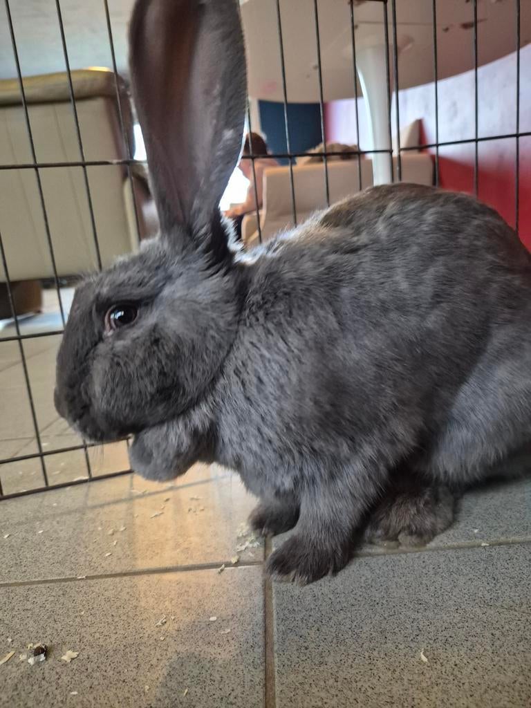 Gros lapin, arme de poing, infirmière, Grand