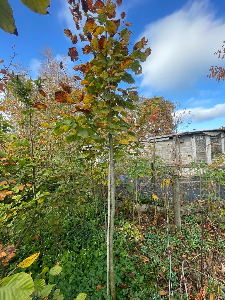 Linde, Tuin en Terras, Ophalen