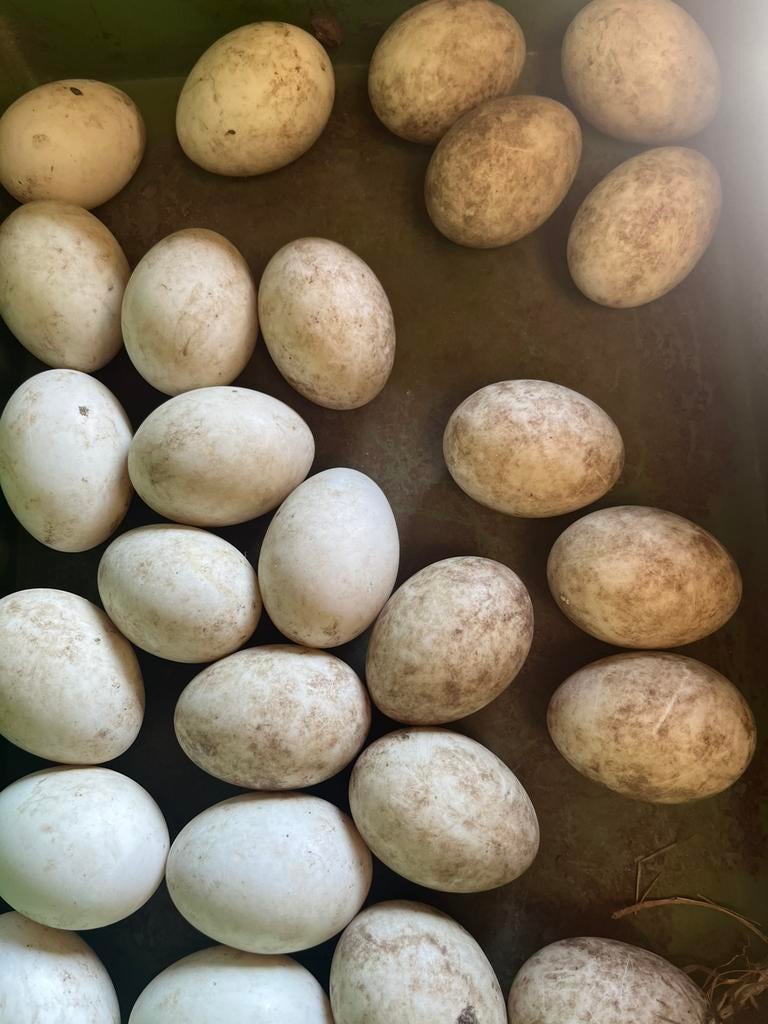 Broedeieren loopeend