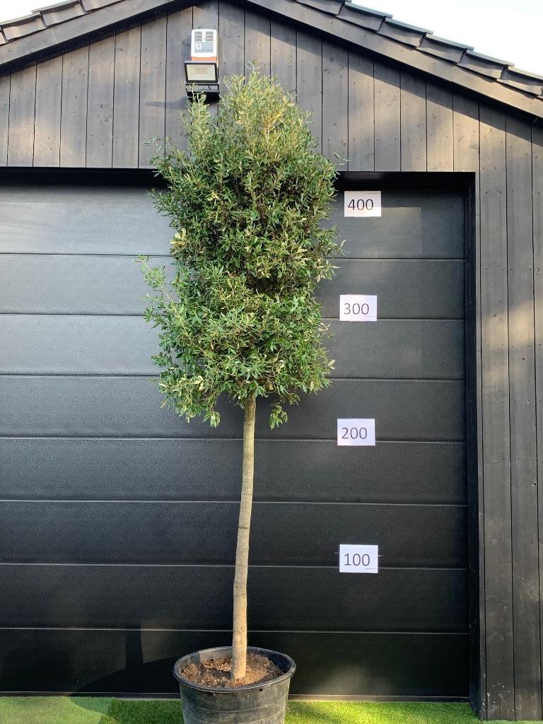 Steeneik quercus ilex 20/25cm stamomtrek 400cm hoog, Tuin en Terras, Planten | Bomen, Bloeit niet, Overige soorten, 250 tot 400 cm