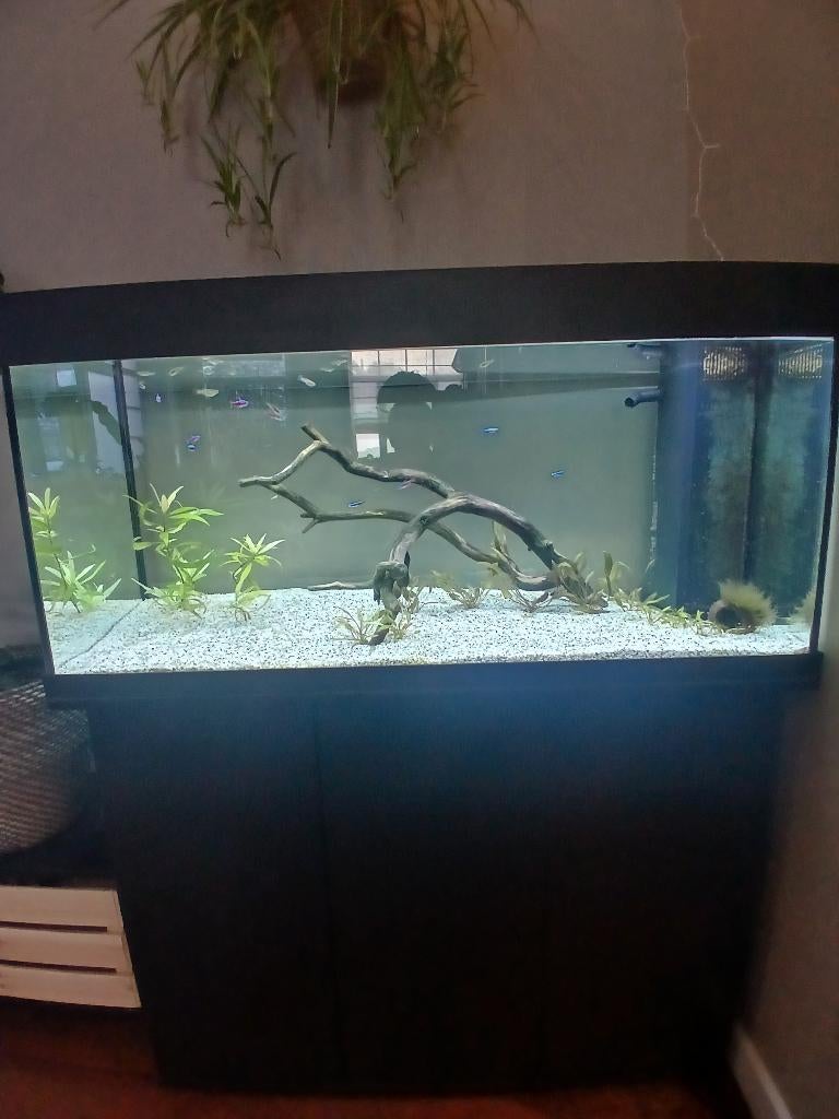 Aquarium juwel 180l complet, Enlèvement, Comme neuf, Aquarium d'eau douce rempli