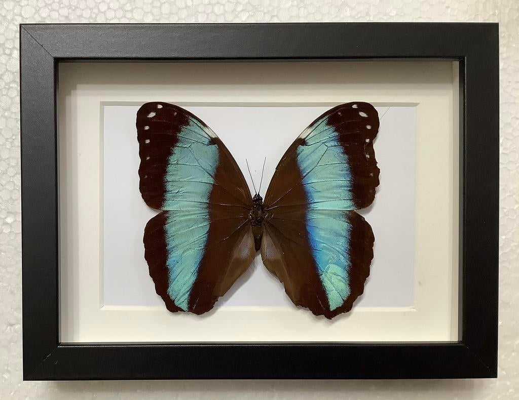 Exotische vlinder in  NIEUWE lijst, Ophalen of Verzenden, Nieuw, Opgezet dier