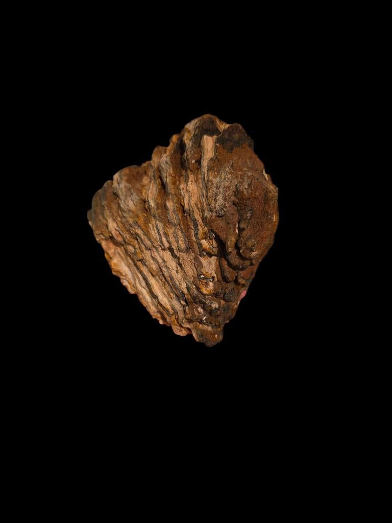 mammoet kies uit de noordzee 12x10 cm., Verzamelen, Mineralen en Fossielen, Ophalen of Verzenden, Fossiel