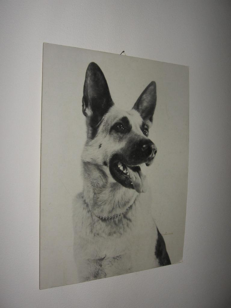 Photo en carton de berger allemand noir et blanc. Pour les a, Enlèvement ou Envoi, Comme neuf, Chien ou Chat, Autres types