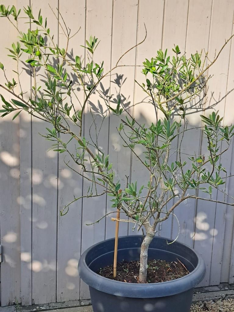 Olivier, Jardin & Terrasse, Enlèvement