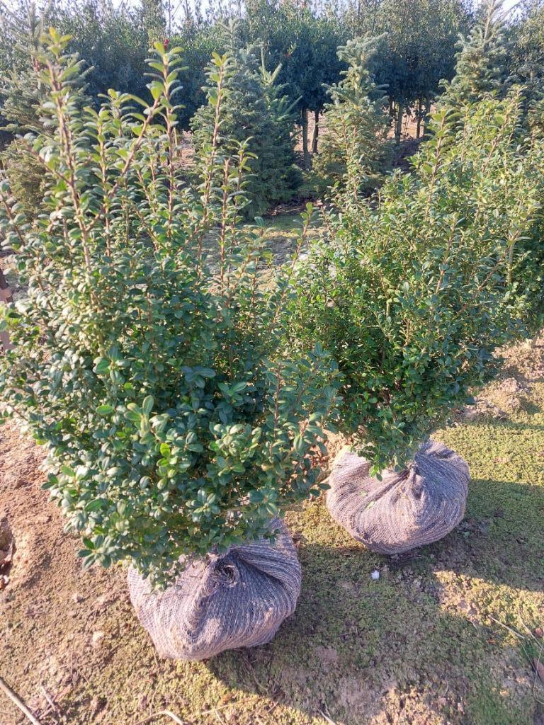 Substitut de buis, ilex crenata Caroline upright, Jardin & Terrasse, Plantes | Arbustes & Haies, Arbuste, Houx, Moins de 100 cm