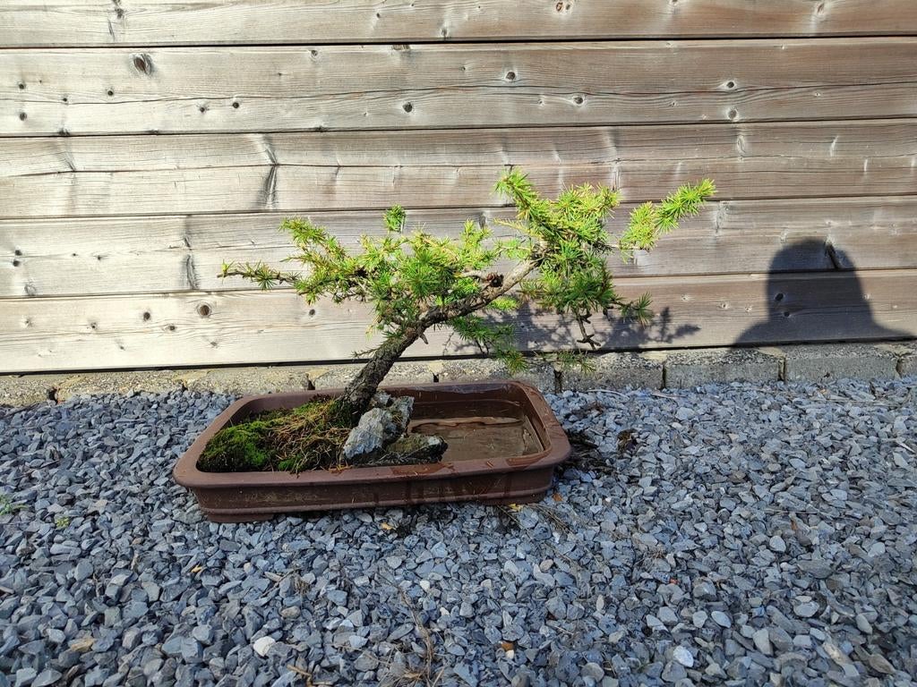 Bonsai Lariks, Jardin & Terrasse, Bacs à fleurs & Jardinières, Enlèvement, Comme neuf, Pierre