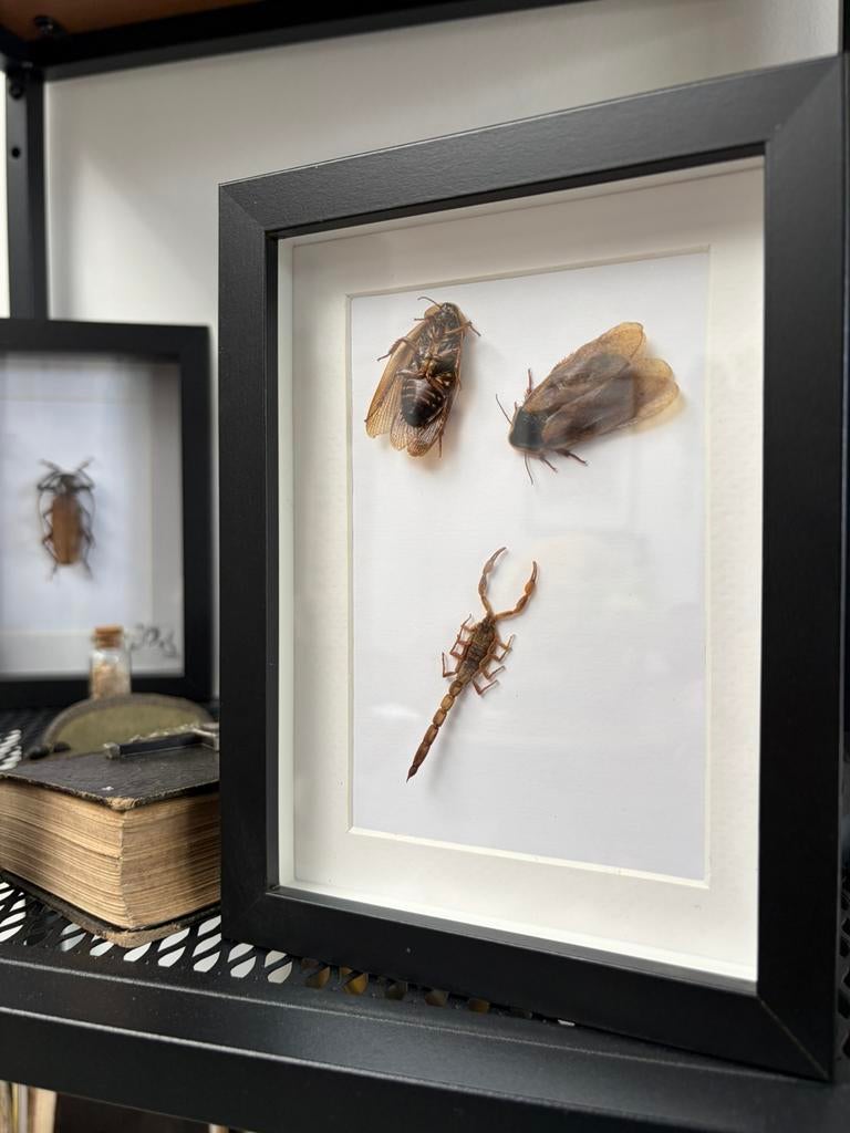 Cadre curiosité insectes, Enlèvement ou Envoi, Comme neuf