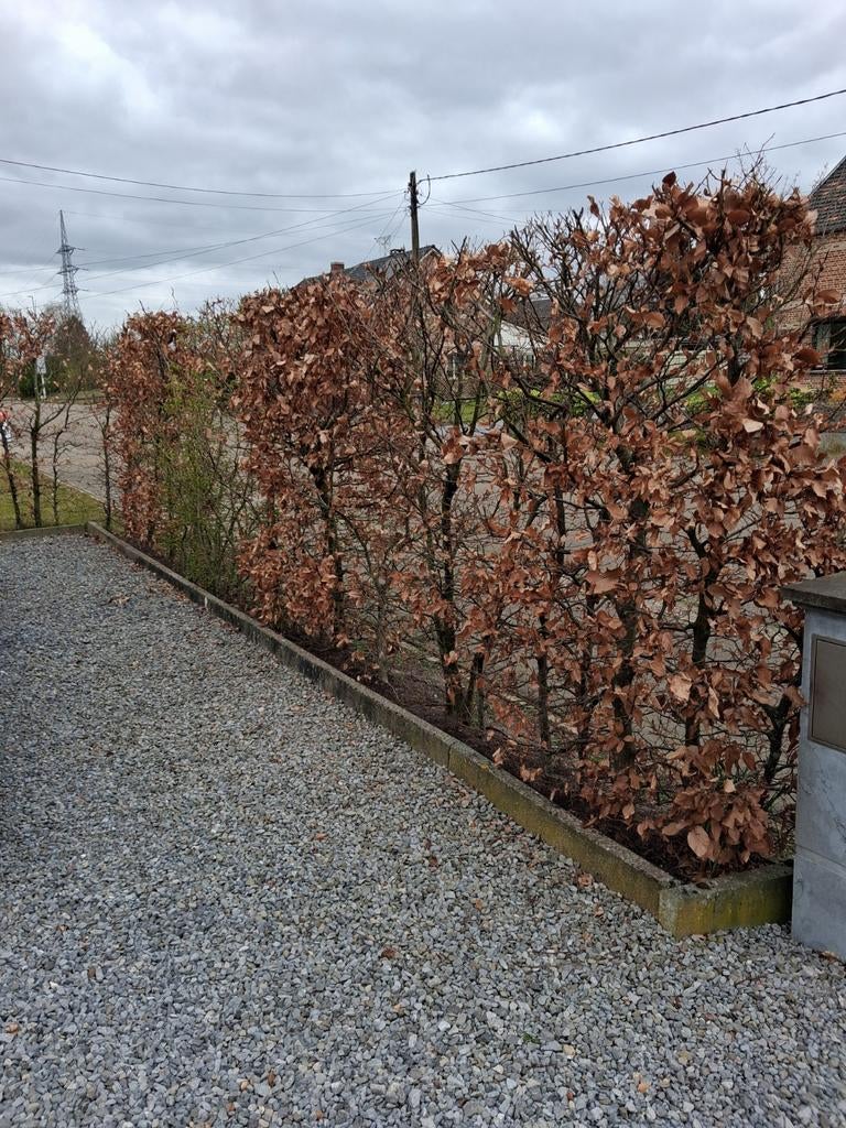 Beukenhaag te koop, Ophalen, Beukenhaag