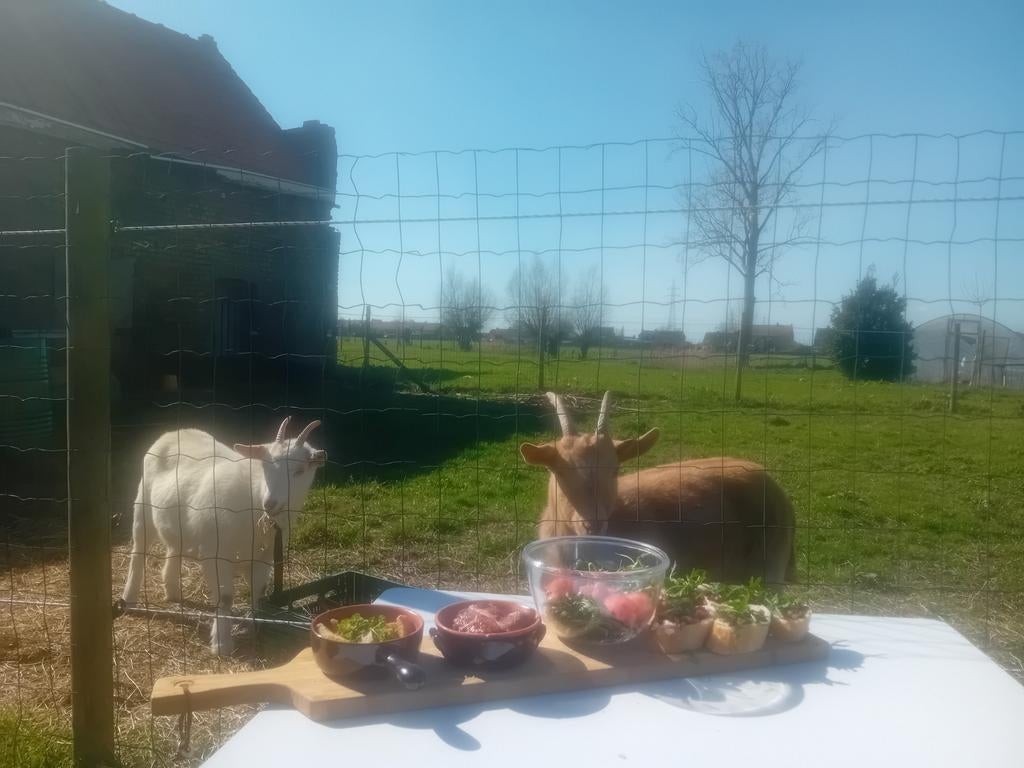 Verkoop van gecasteerd bokje en zijn zus, Plusieurs animaux, Chèvre, 0 à 2 ans