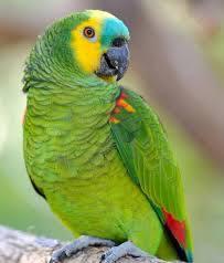 Amazone papegaai gezocht uit de nest, Dieren en Toebehoren, Vogels | Parkieten en Papegaaien, Papegaai