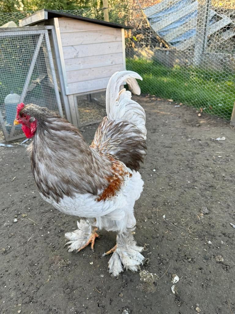 Brahma haan, Dieren en Toebehoren, Kip