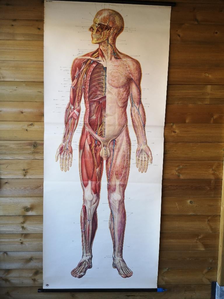 schoolplaat anatomische menselijk lichaam het zenuwstelsel, Antiek en Kunst, Antiek | Schoolplaten, Natuur en Biologie, Ophalen of Verzenden