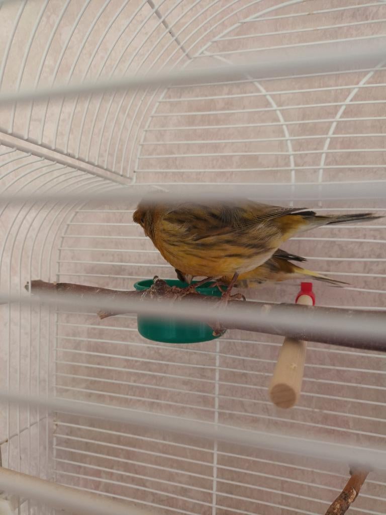 1 Harlekijn kanarie en 1 gewone, Dieren en Toebehoren, Vogels | Kanaries, Mannelijk, Zangkanarie