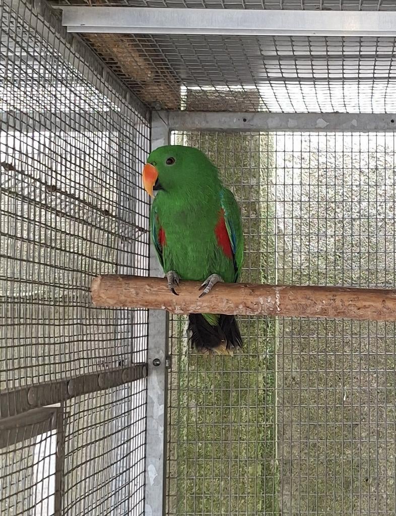 Koppel edelpapegaaien, Dieren en Toebehoren, Tam