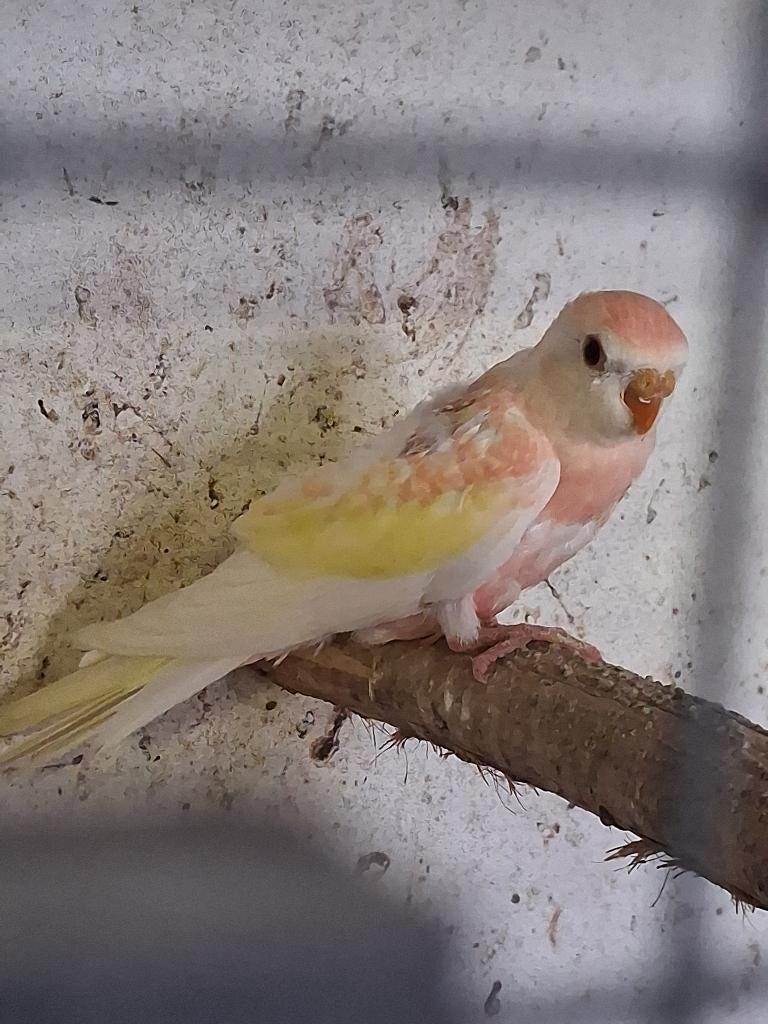 Bourke 2026, Dieren en Toebehoren, Vogels | Parkieten en Papegaaien, Geslacht onbekend, Parkiet, Geringd