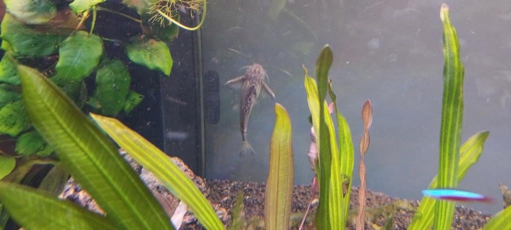 2 baardmeervallen, Dieren en Toebehoren, Vissen | Aquariumvissen, Vis, Zoetwatervis