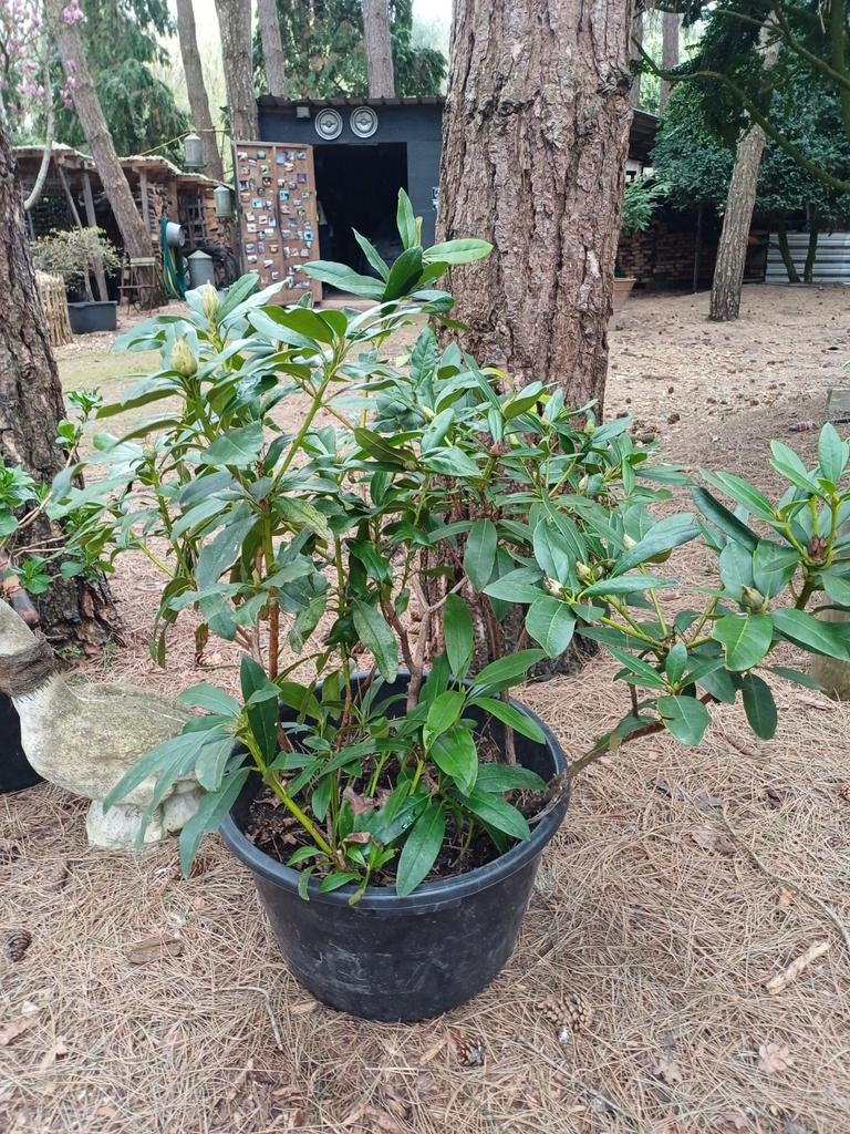 rhododendron struik, Ophalen