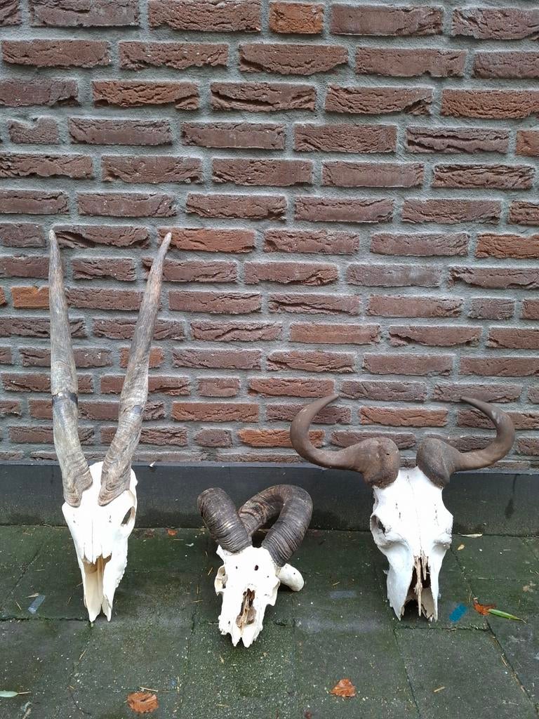 3x schedel taxidermie opgezette skull hoorn gewei afrika, Ophalen, Wild dier, Schedel