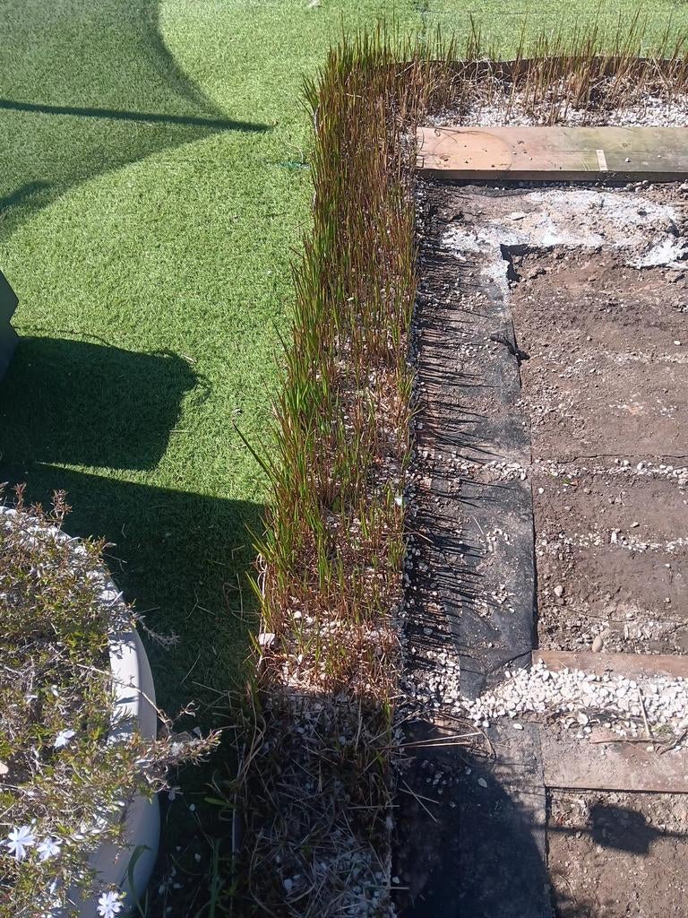 Red baron of japans bloedgras, Tuin en Terras, Ophalen