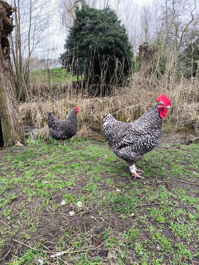 Œufs à éclore couleur poule de Malines Coucou (Coucou de Mal