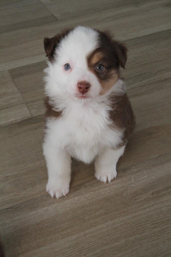 Mini American Shepherd - Mini aussie, Particulier, Autres races, 8 à 15 semaines, Plusieurs