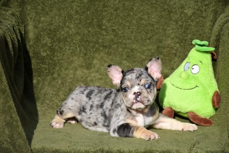 Heel mooi Blue Merle Tan Franse bulldog pup, Animaux & Accessoires, Chiens | Bouledogues, Pinschers & Molossoïdes, Chien (mâle)