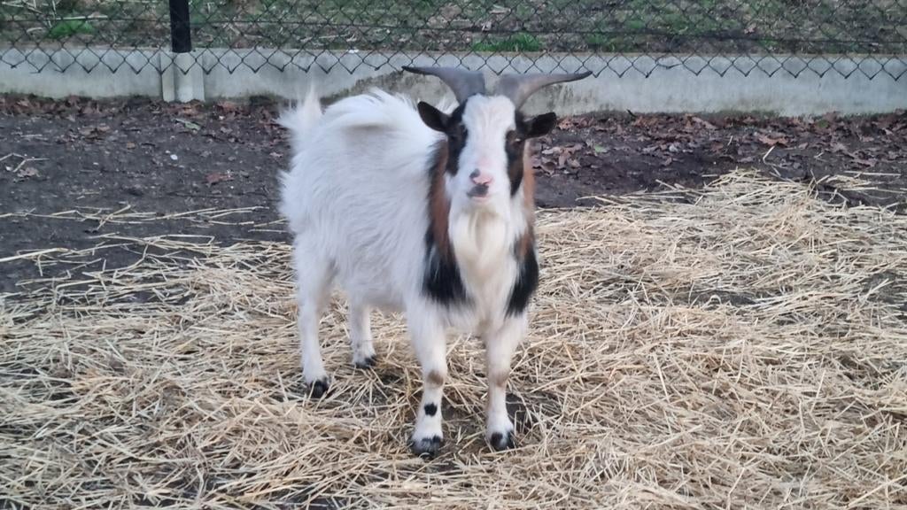 Geitenbokje, Dieren en Toebehoren, Mannelijk, Geit, 3 tot 5 jaar
