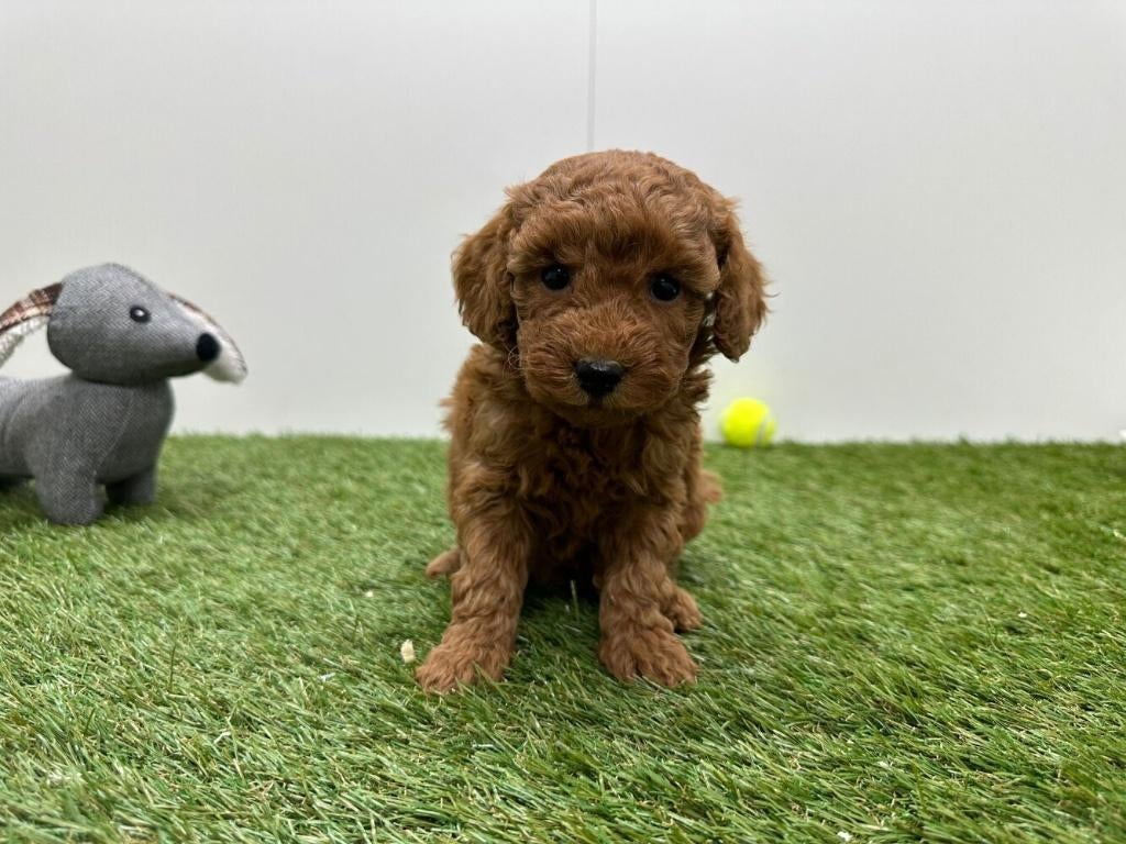 Nestje Dwergpoedel pups, Poedel, Parvo, België, 8 tot 15 weken