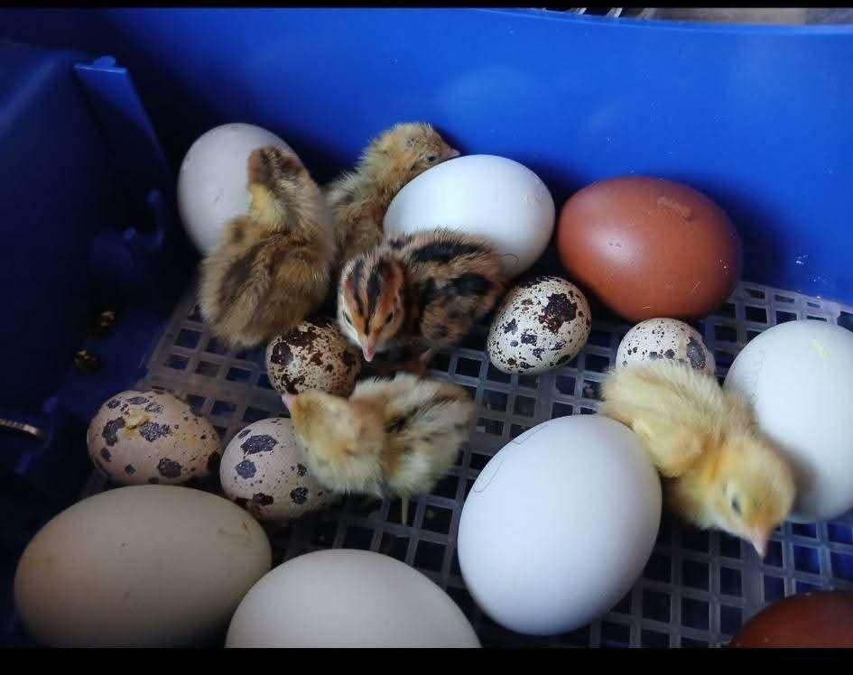 Cailletaux caille jumbo, Antiquités & Art, Enlèvement