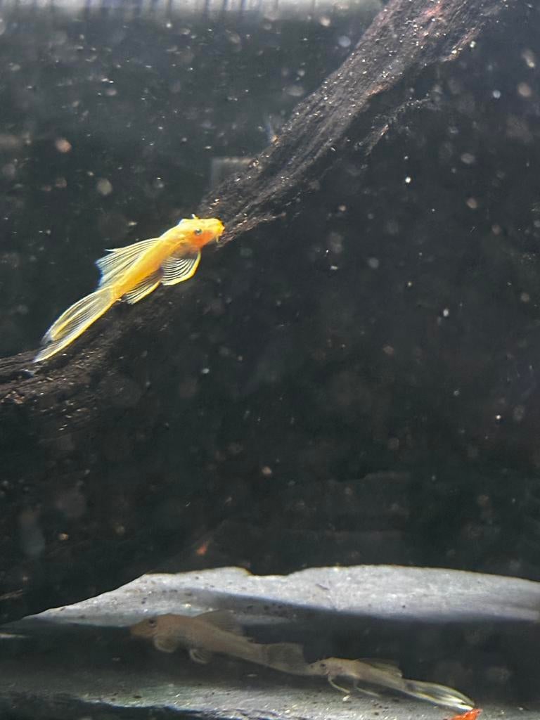 Ancistrus L144 longfin blue eyes, Dieren en Toebehoren, Vissen | Aquariumvissen, Vis, Zoetwatervis