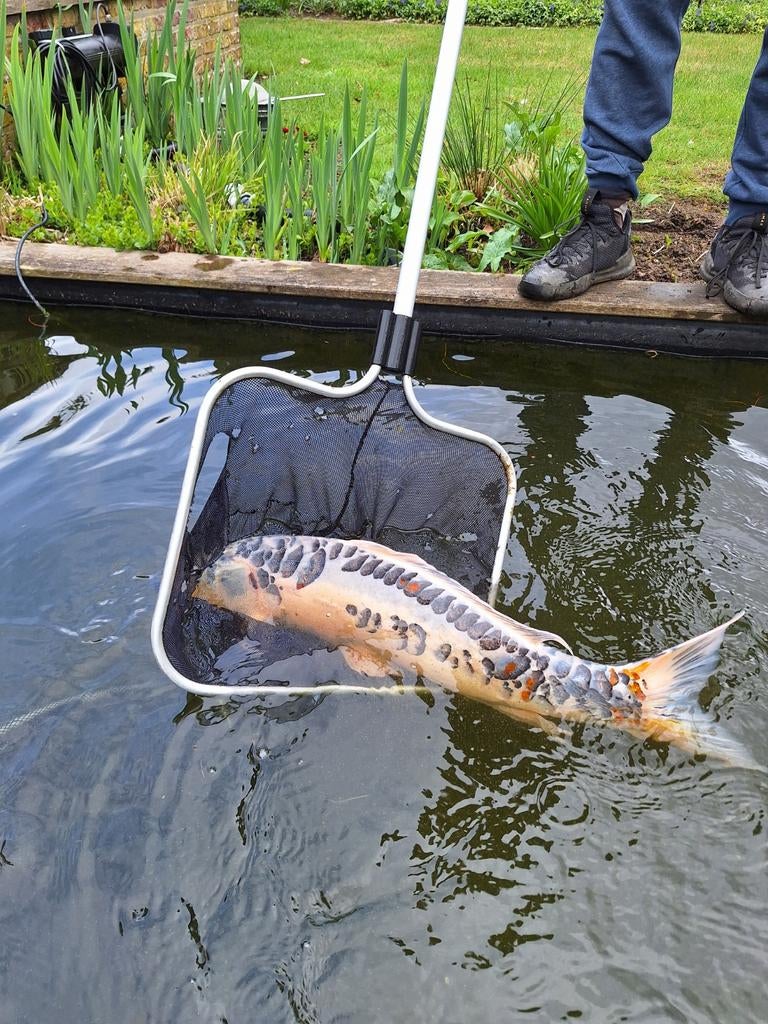 Koi, Dieren en Toebehoren, Vissen | Vijvervissen