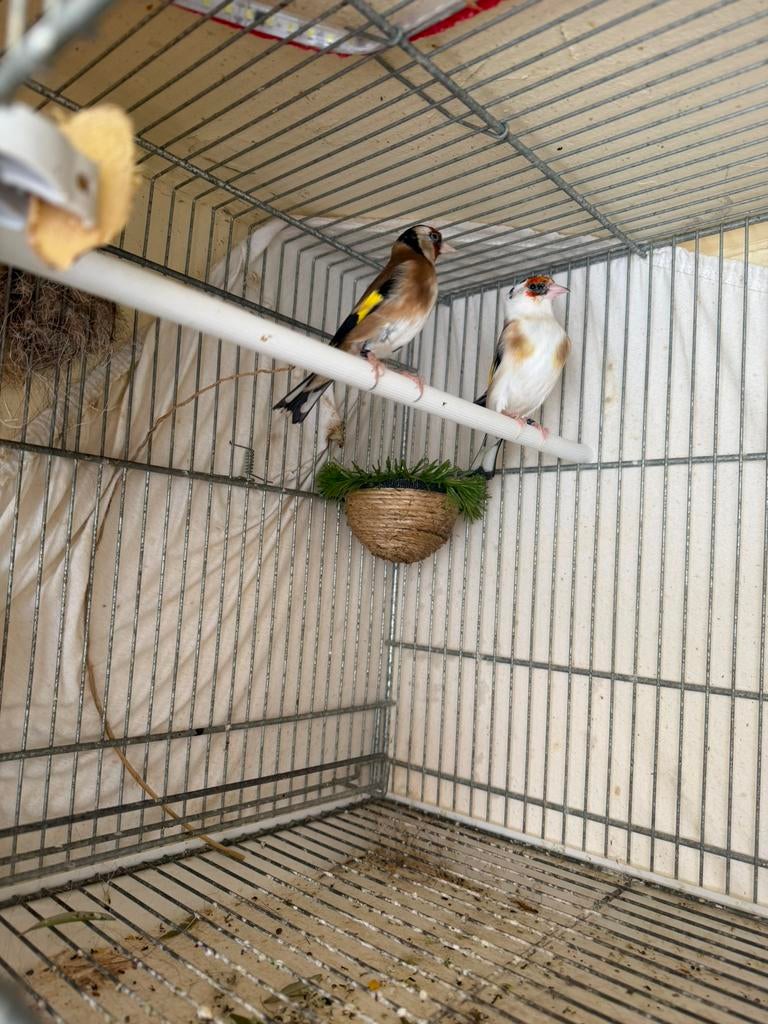 Couple chardonnerets, Animaux & Accessoires, Oiseaux | Oiseaux Autre