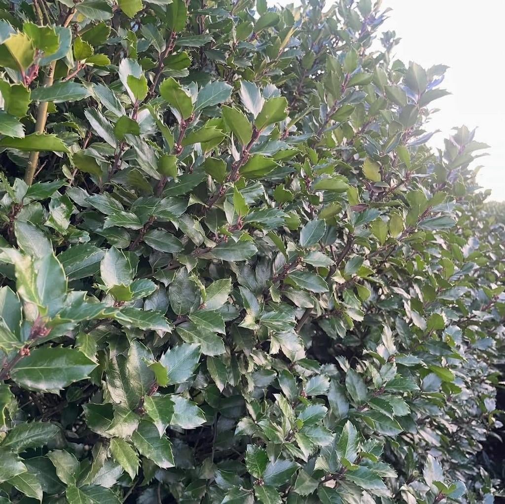 ‼️Ilex Blue Prince aan promoprijzen ‼️, Ophalen